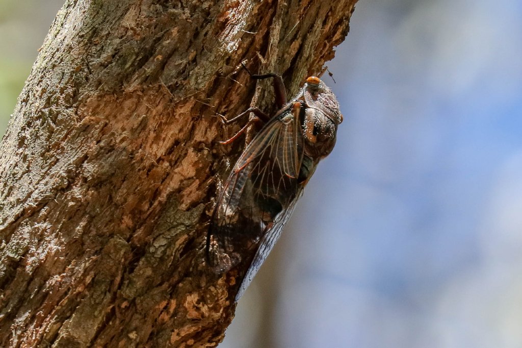 Double Drummer cicada