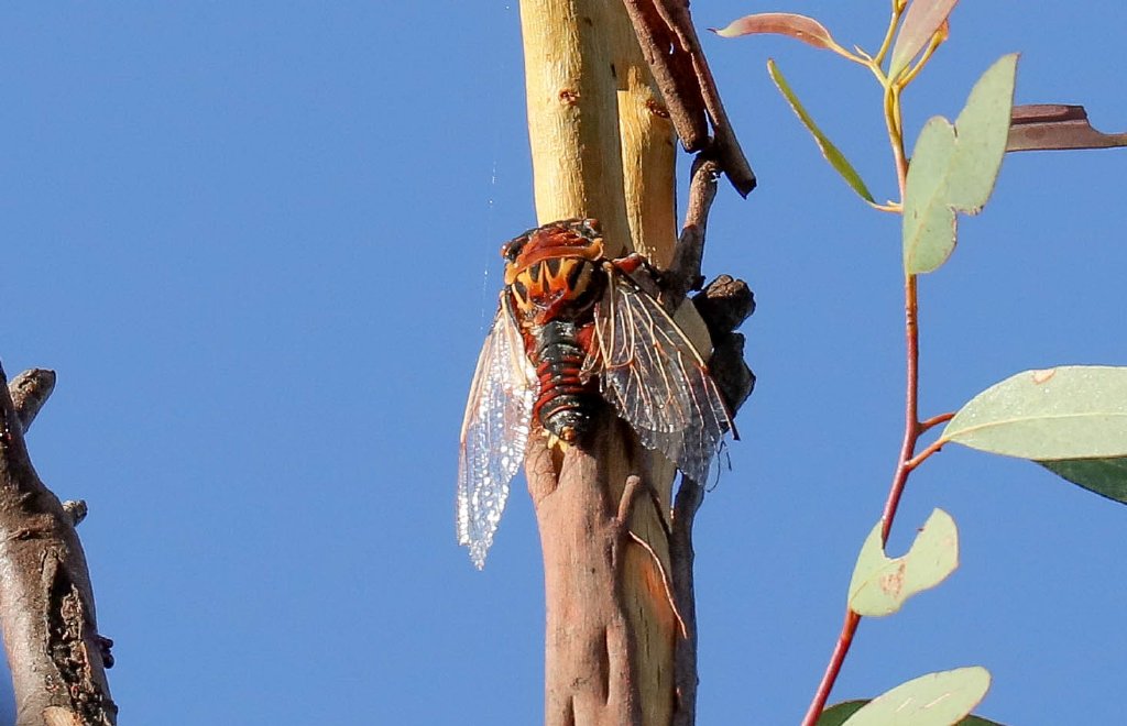 Double Drummer Cicada