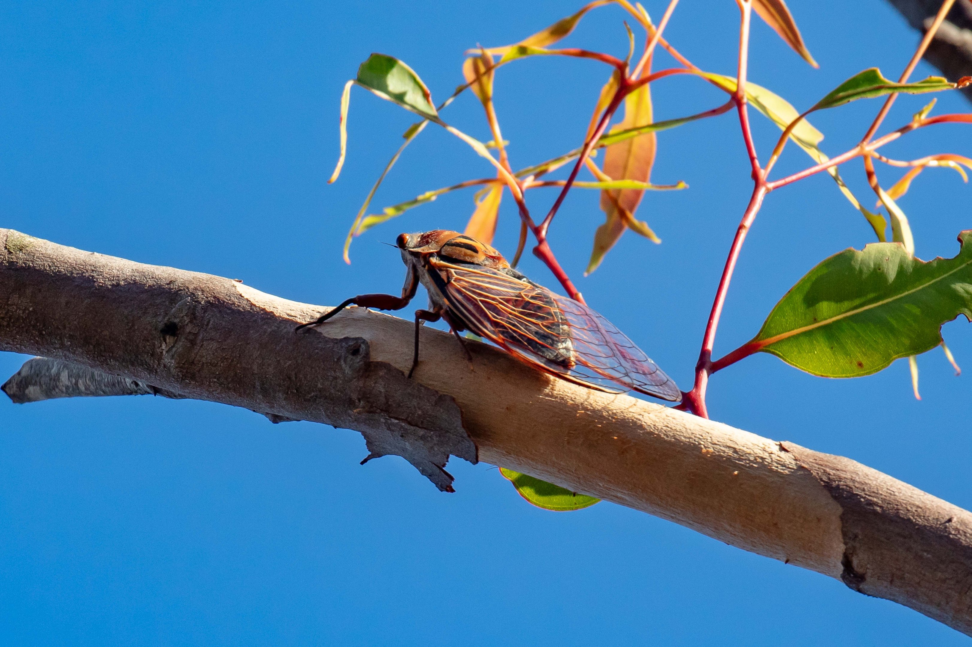 Double Drummer Cicada
