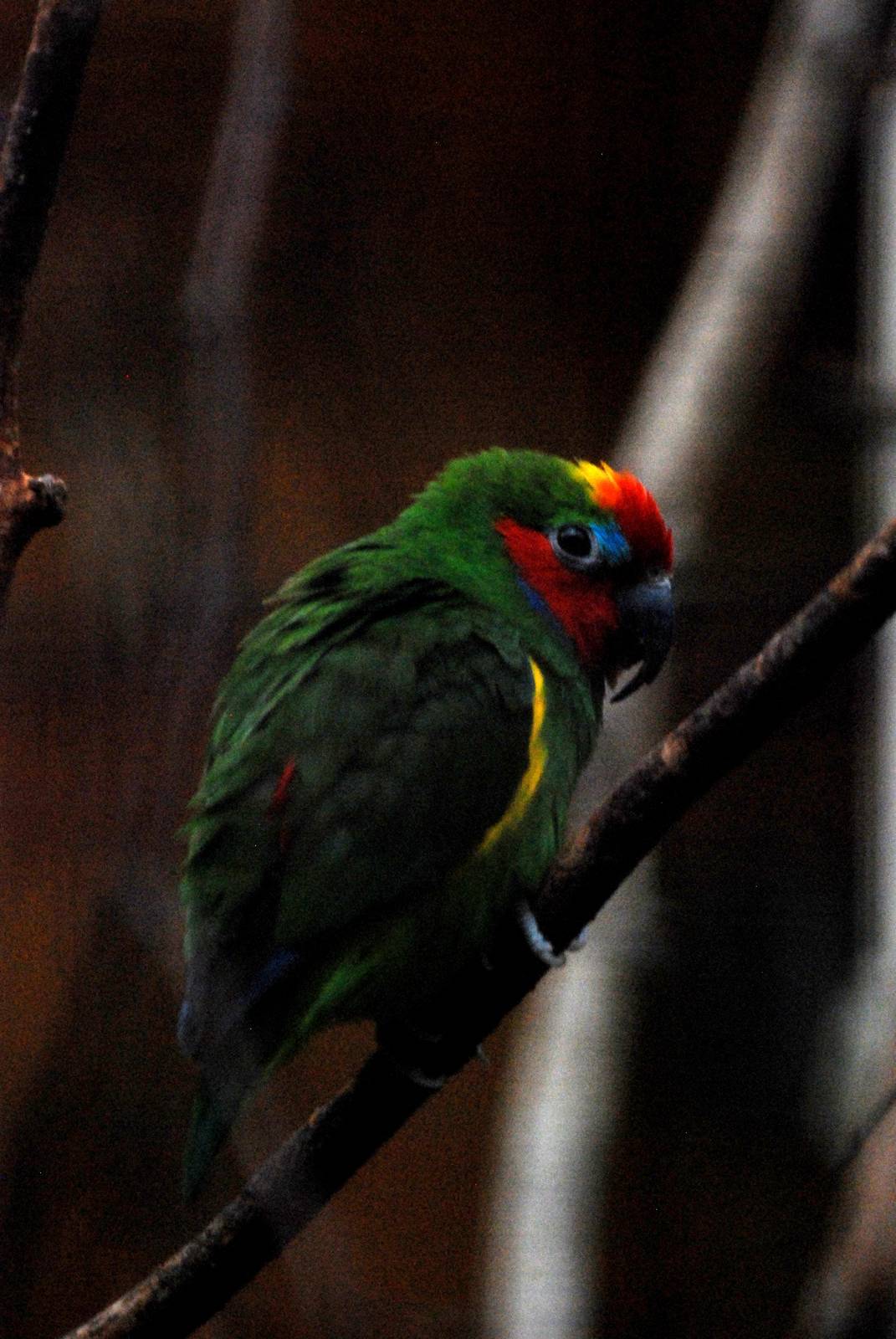 Double-eyed Fig Parrot at Walsrode, 22/03/13