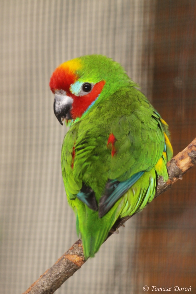 Double-eyed Fig-parrot (Cyclopsitta diophthalma) June 2012