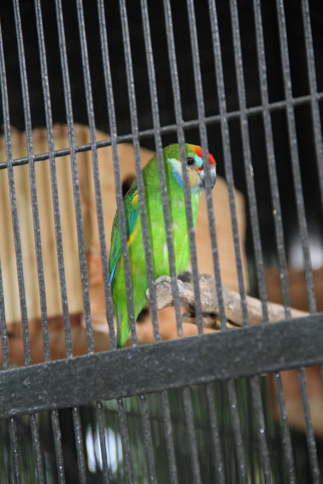 Double-eyed Fig Parrot (Cyclopsitta diophthalma)
