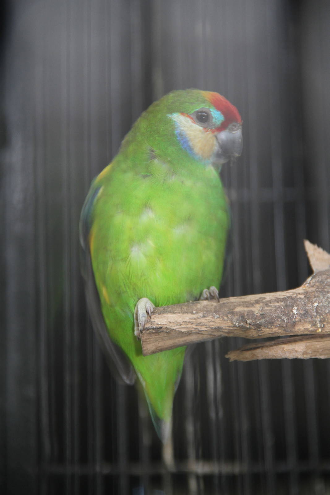 Double-eyed Fig Parrot (Cyclopsitta diophthalma)