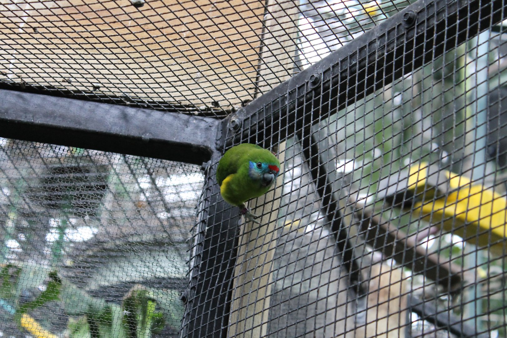 Double-eyed Fig Parrot (Cyclopsitta diophthalma)