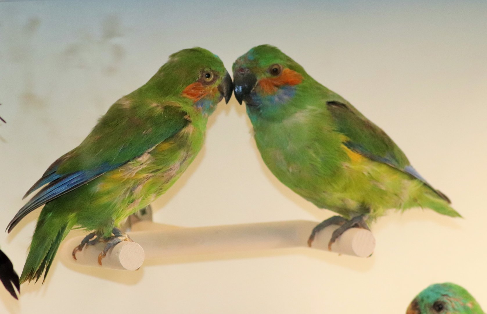 Double-eyed Fig Parrot (Cyclopsitta diophthalma)