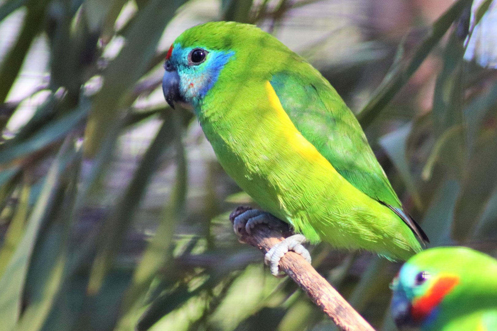 Double-eyed Fig Parrot  (Cyclopsitta diophthalma)