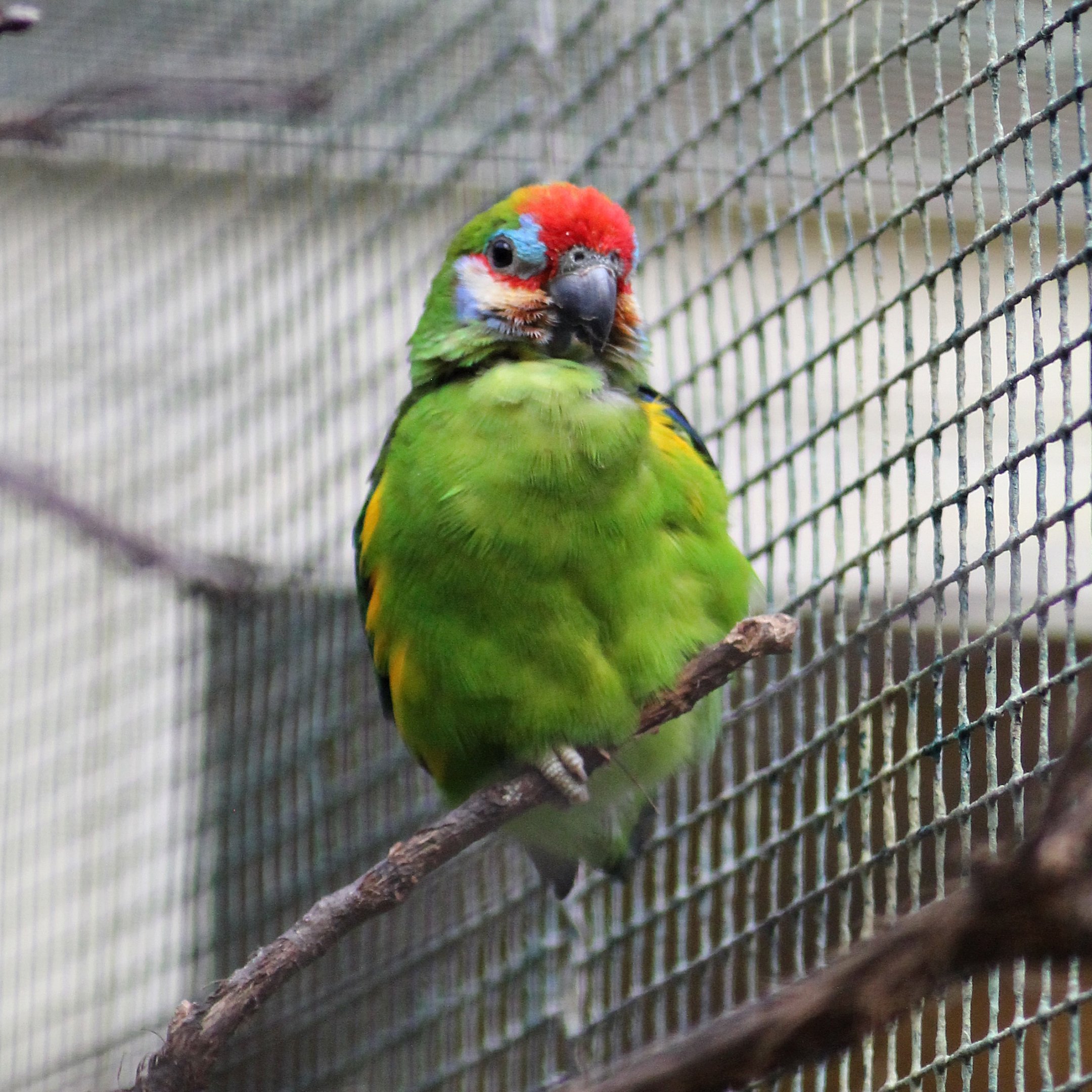 Double-eyed fig parrot (Cyclopsitta diophthalma)
