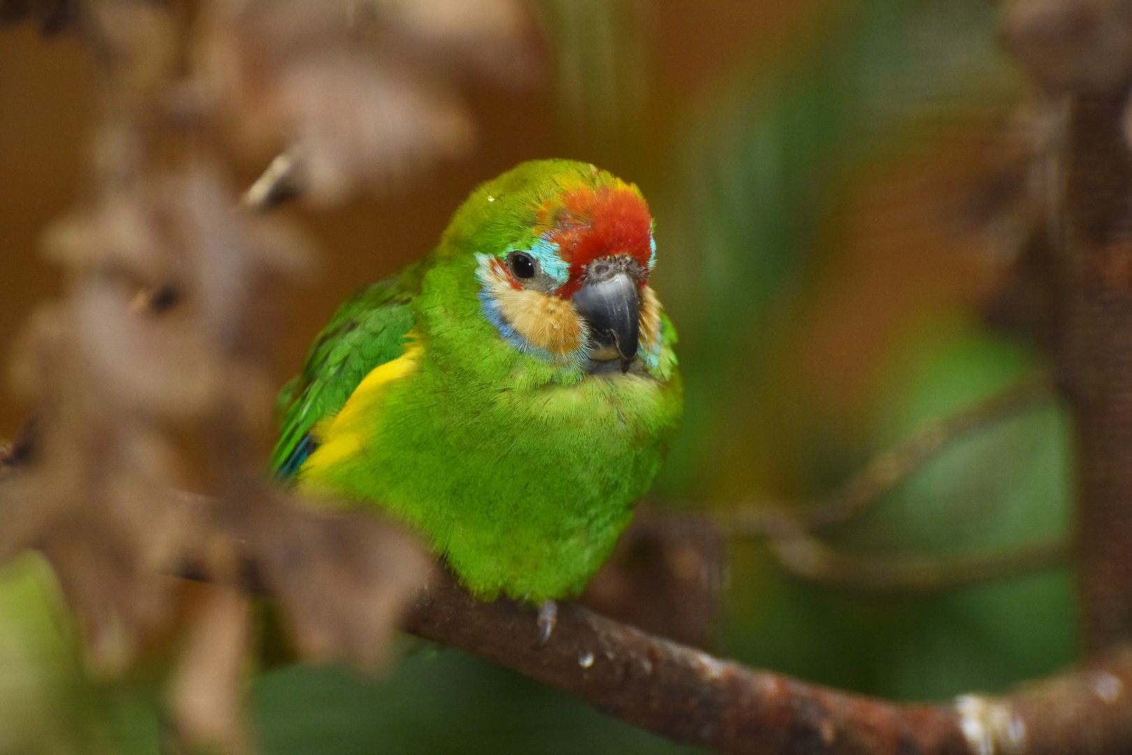 Double-eyed Fig-Parrot Cyclopsitta diophthalma