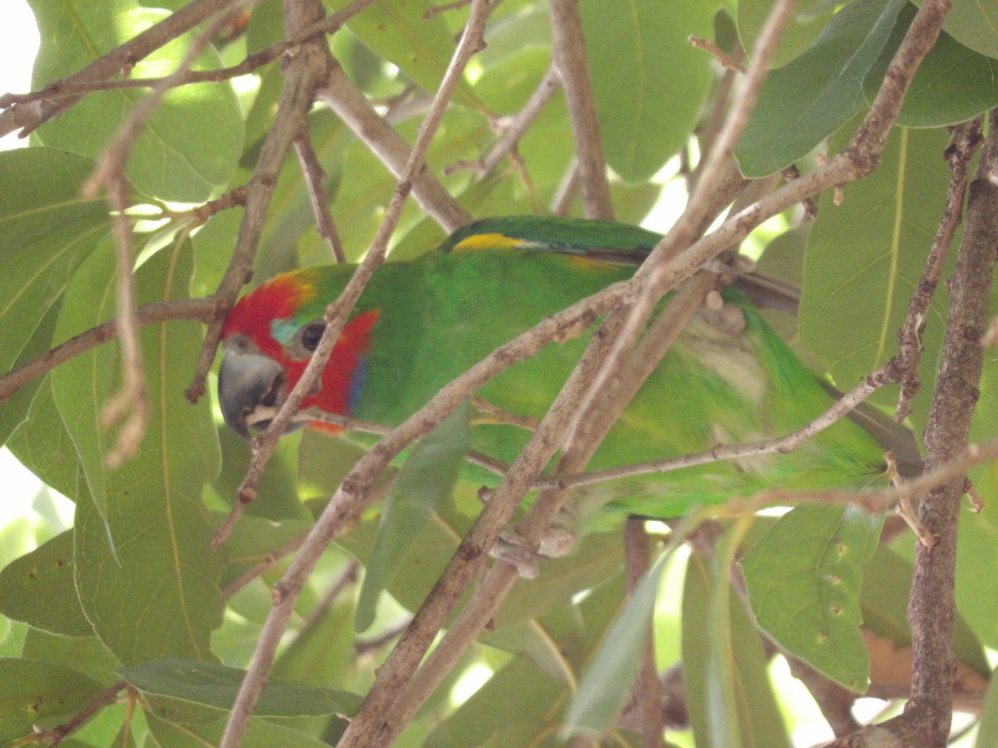 Double-Eyed Fig Parrot(Cyclopsitta diophthalma)