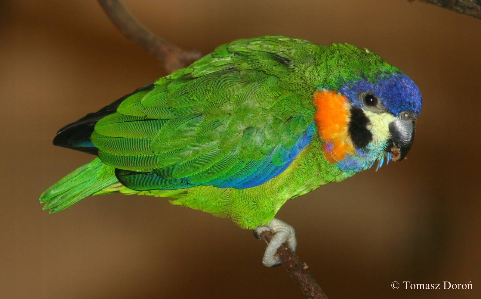 Double-eyed Fig Parrot (Cyclopsitta gulielmitertii) - female