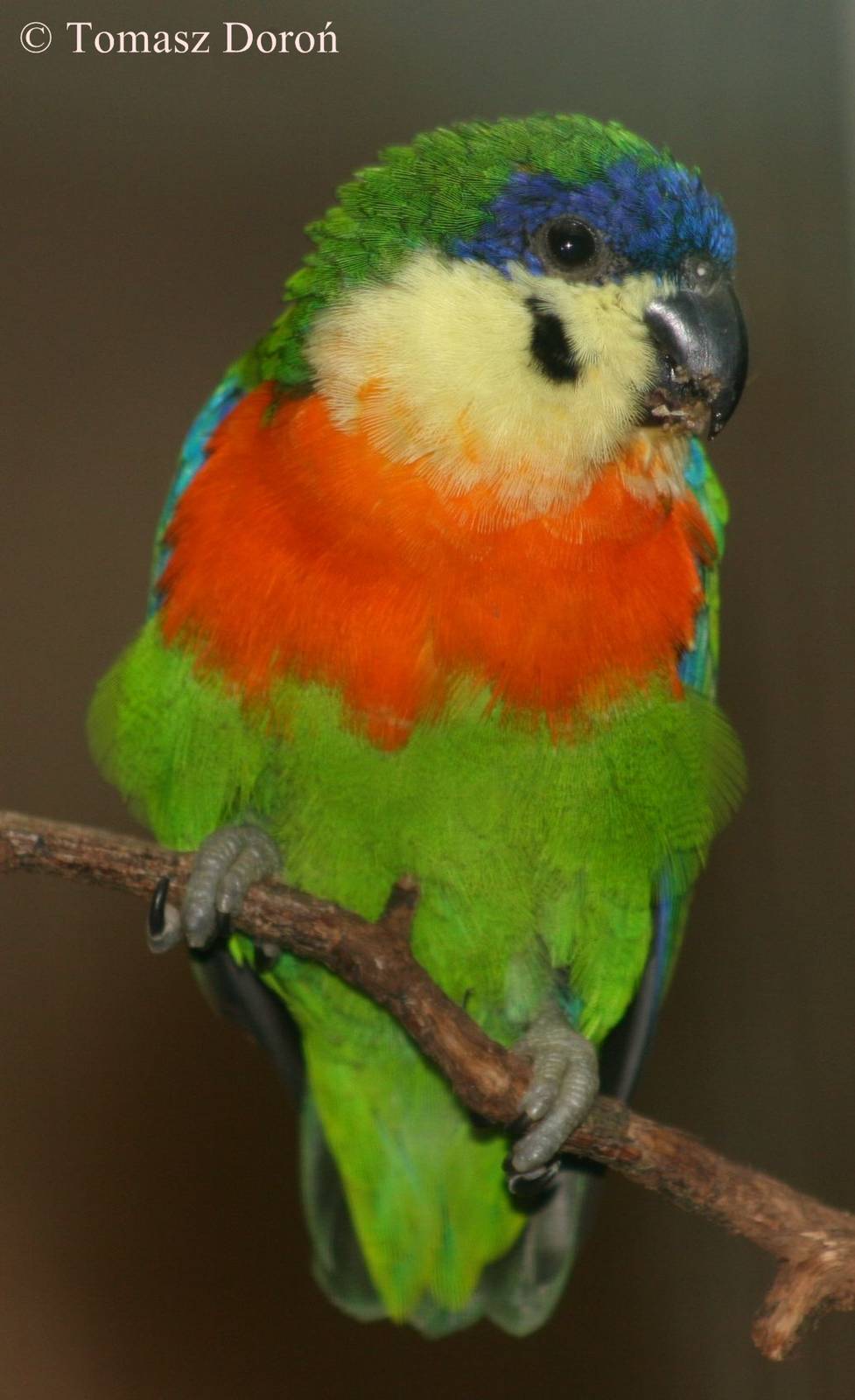 Double-eyed Fig Parrot (Cyclopsitta gulielmitertii) - male