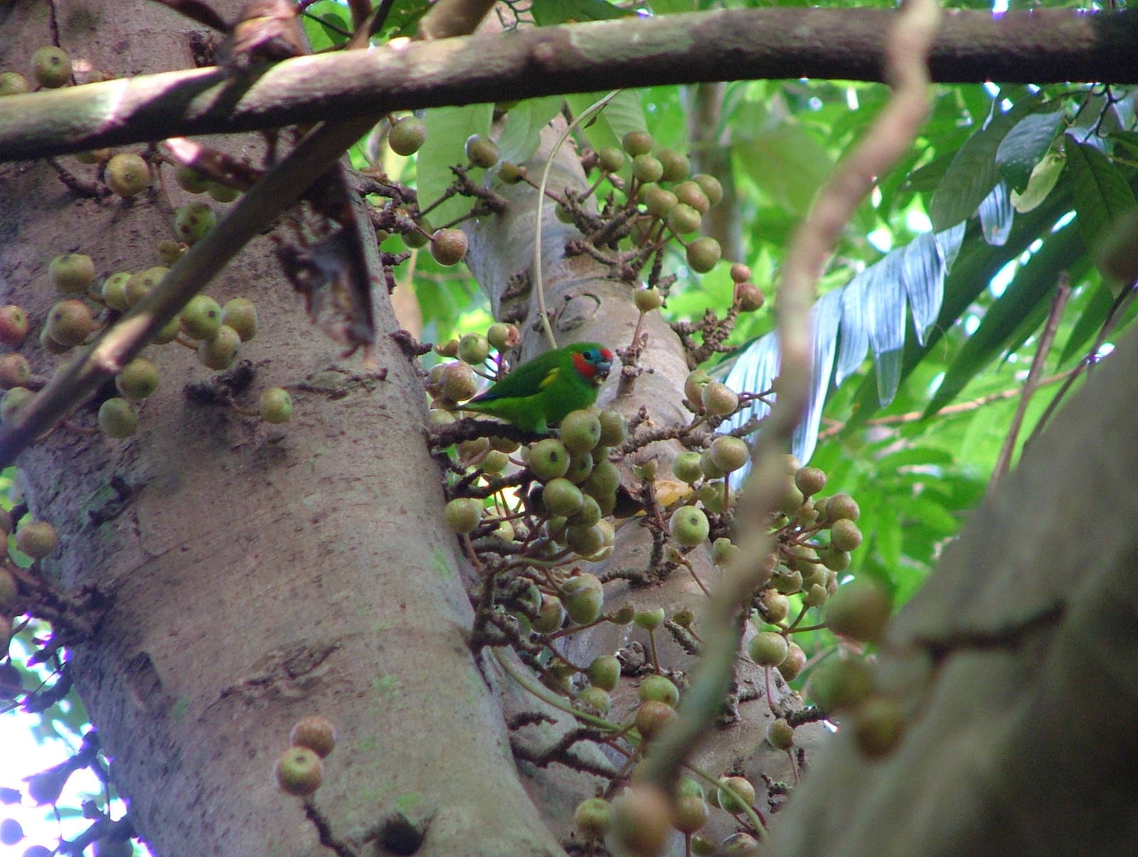 Double-eyed fig parrot