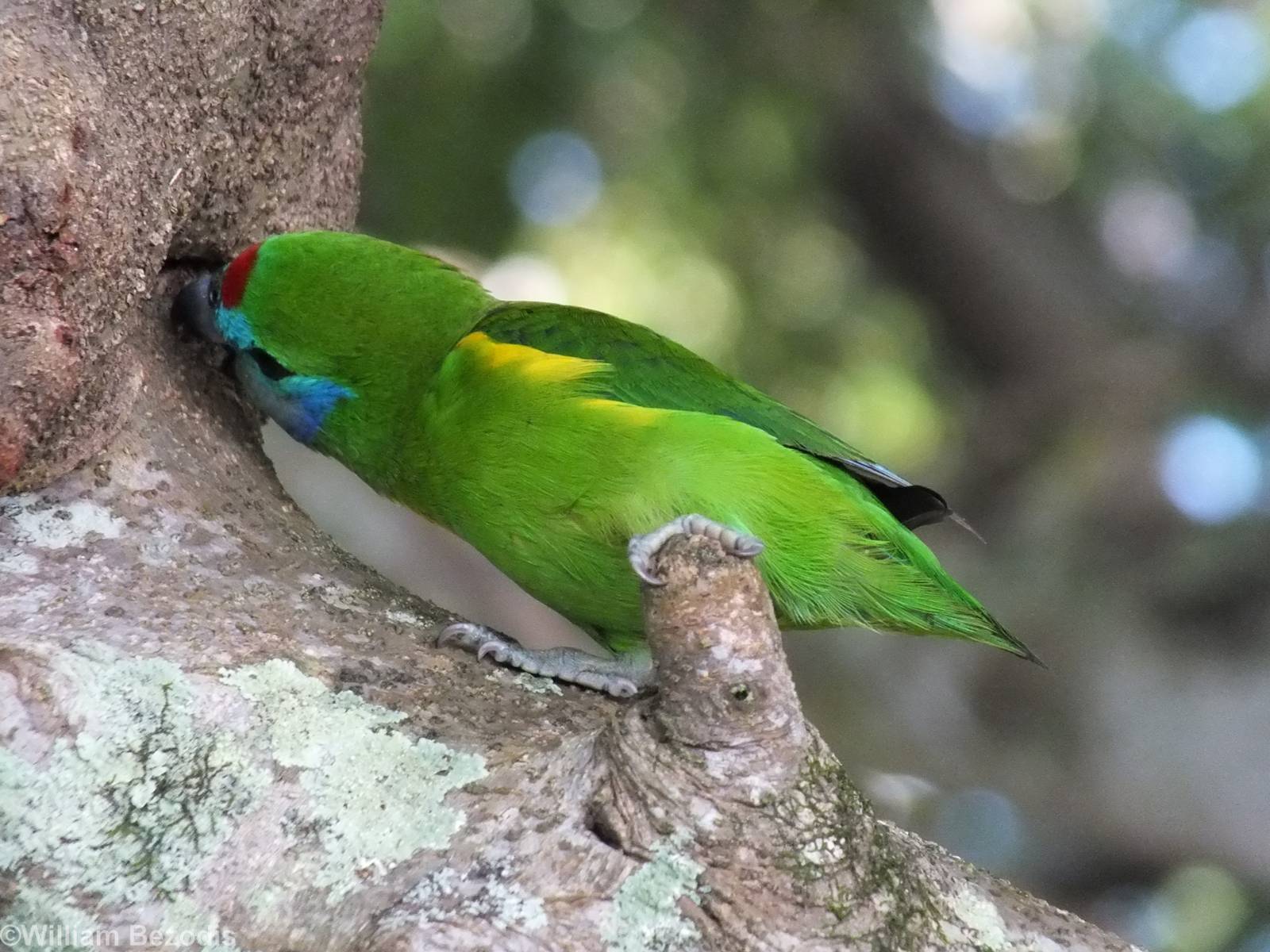 Double-eyed Fig-parrot