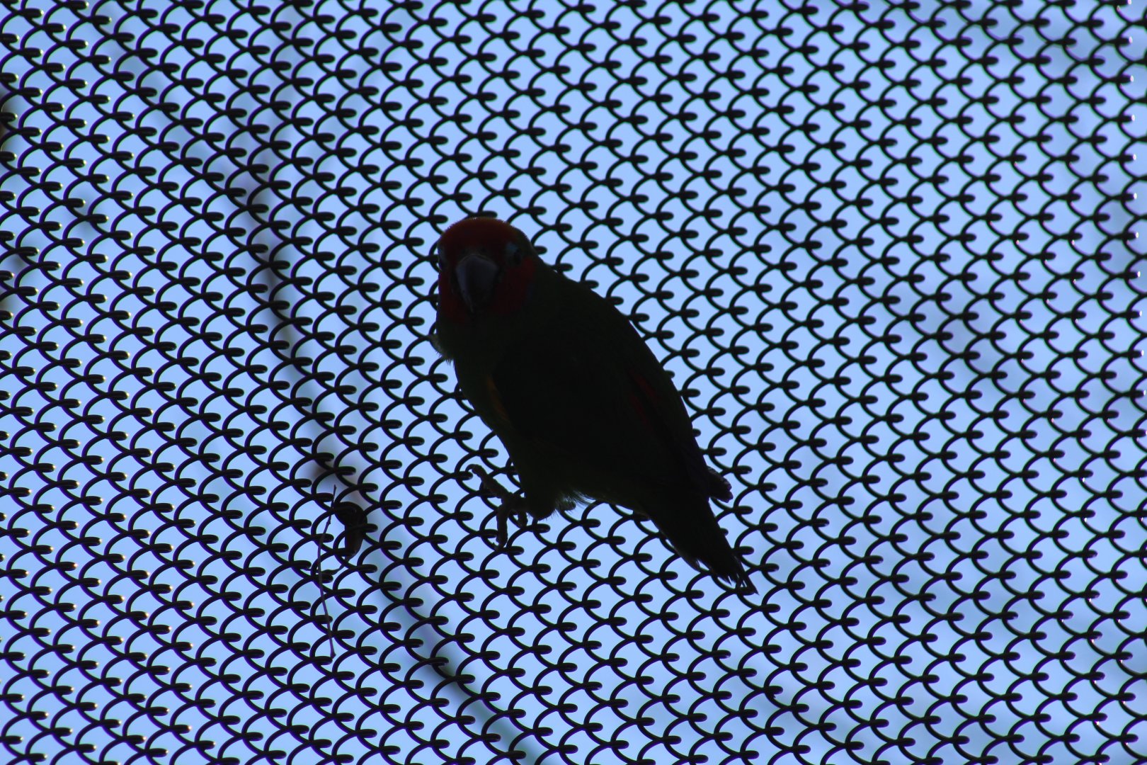 Double-Eyed Fig Parrot