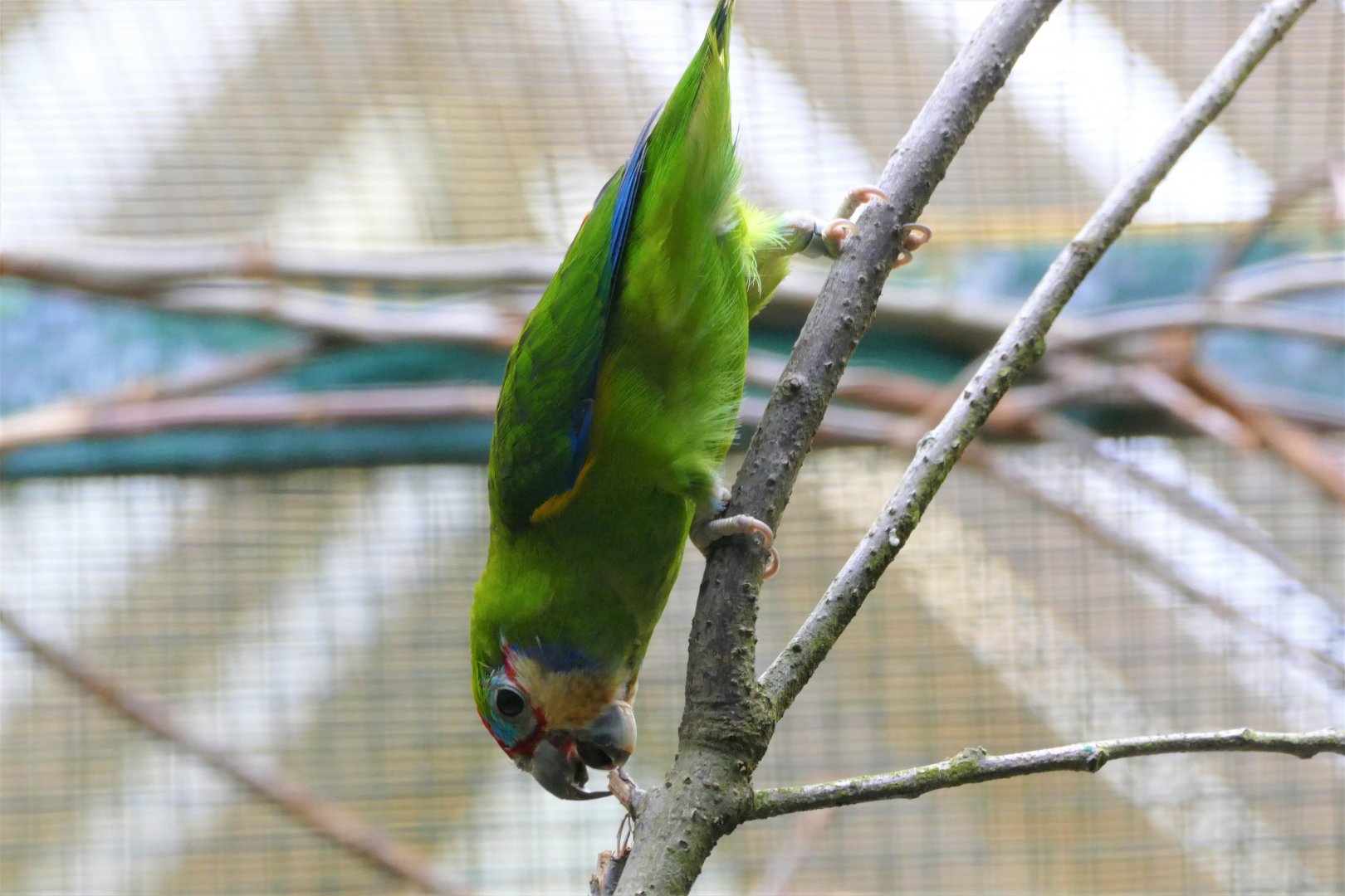 Double-eyed fig-parrot