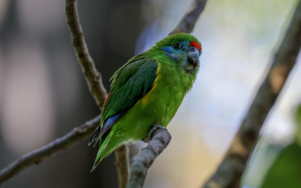 Double-eyed Fig Parrot