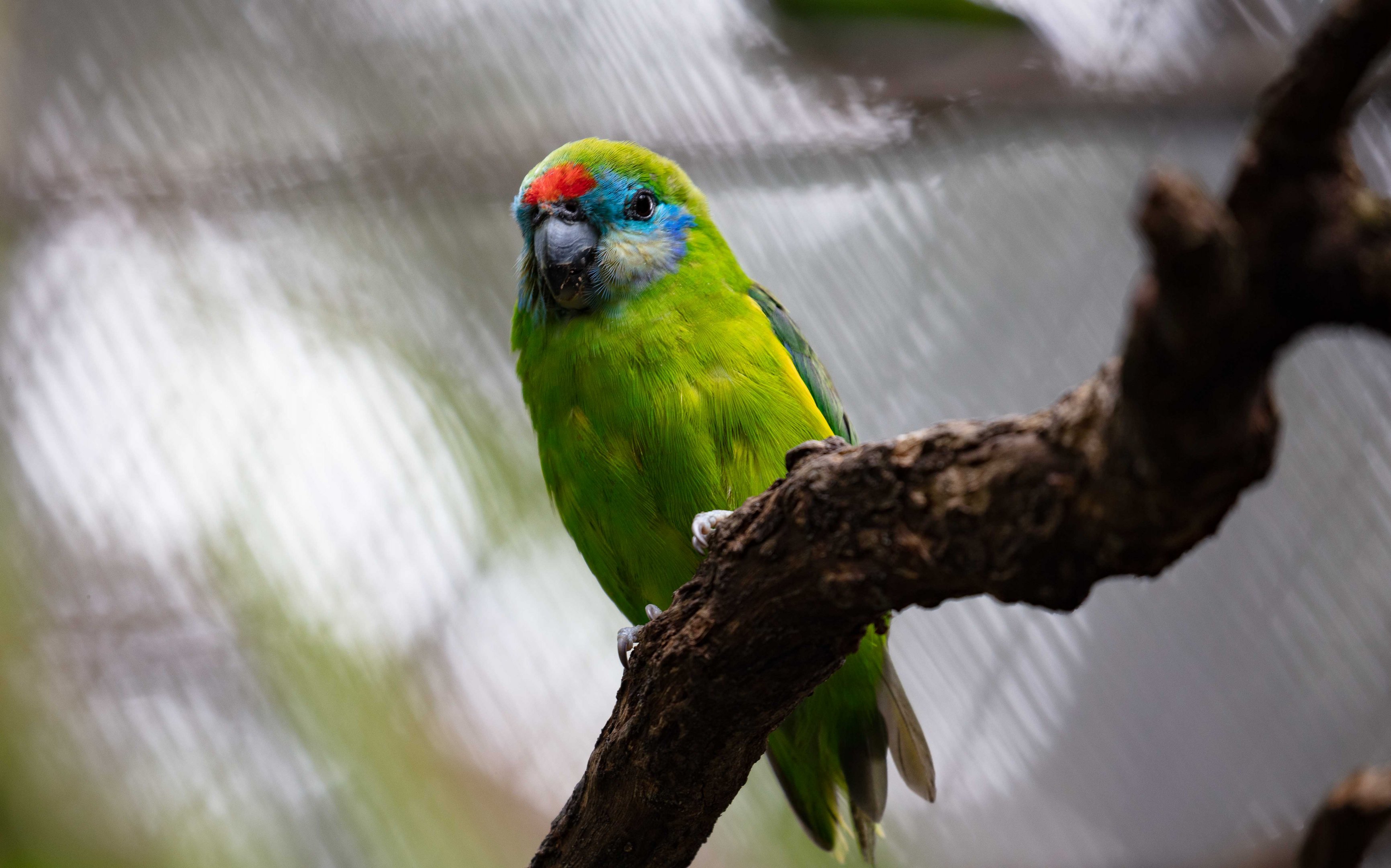 Double-eyed Fig Parrot
