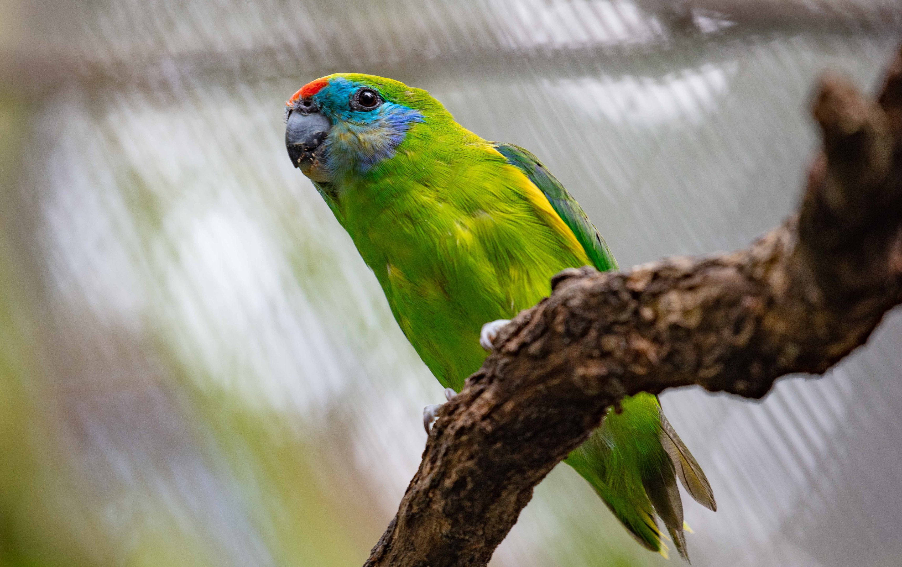 Double-eyed Fig Parrot