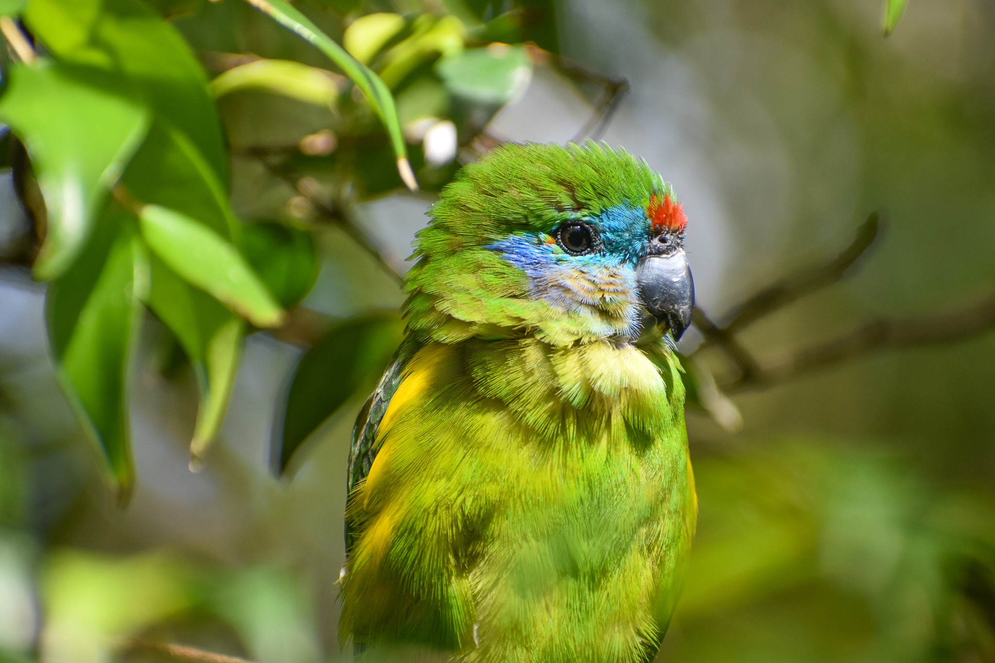 Double-eyed Fig-Parrot