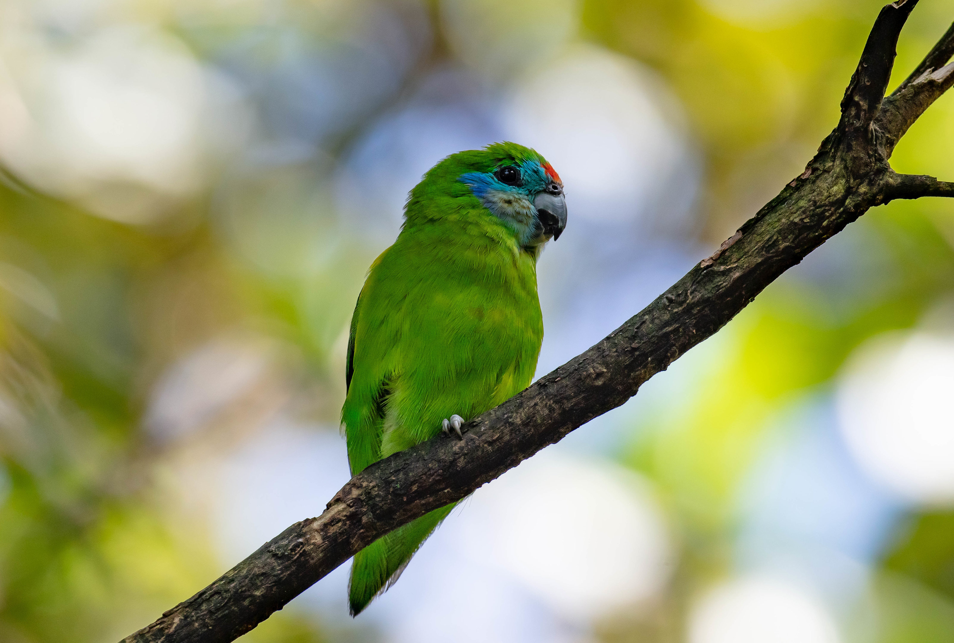 Double-eyed Fig Parrot