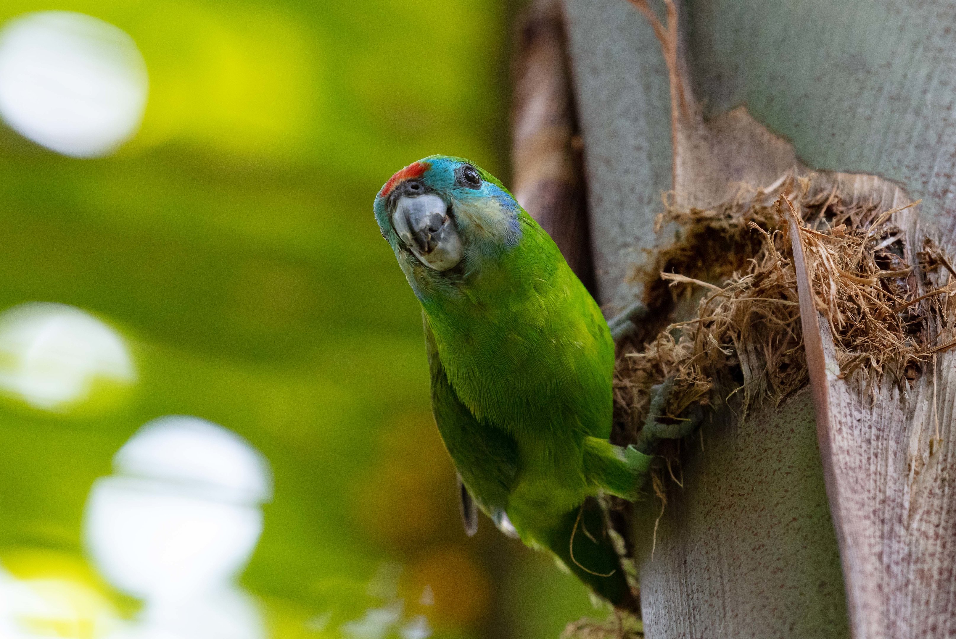Double-eyed Fig Parrot