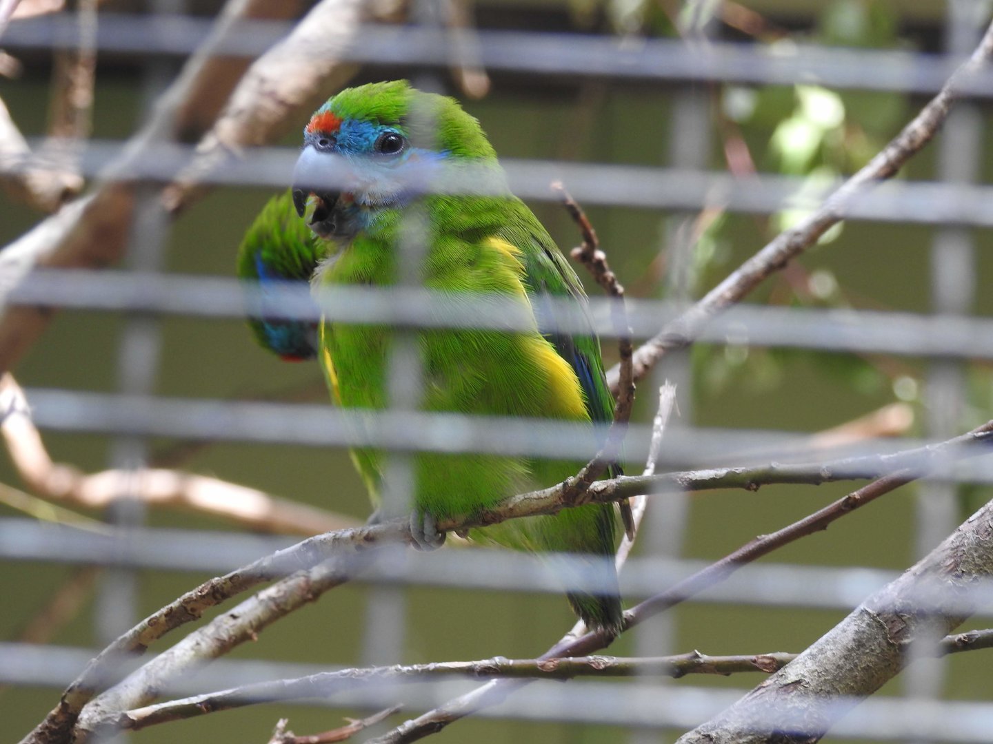 Double-Eyed Fig-Parrot