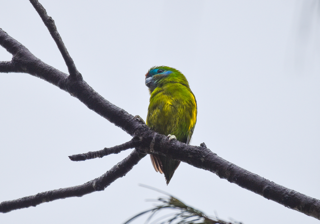 Double-eyed Fig Parrot