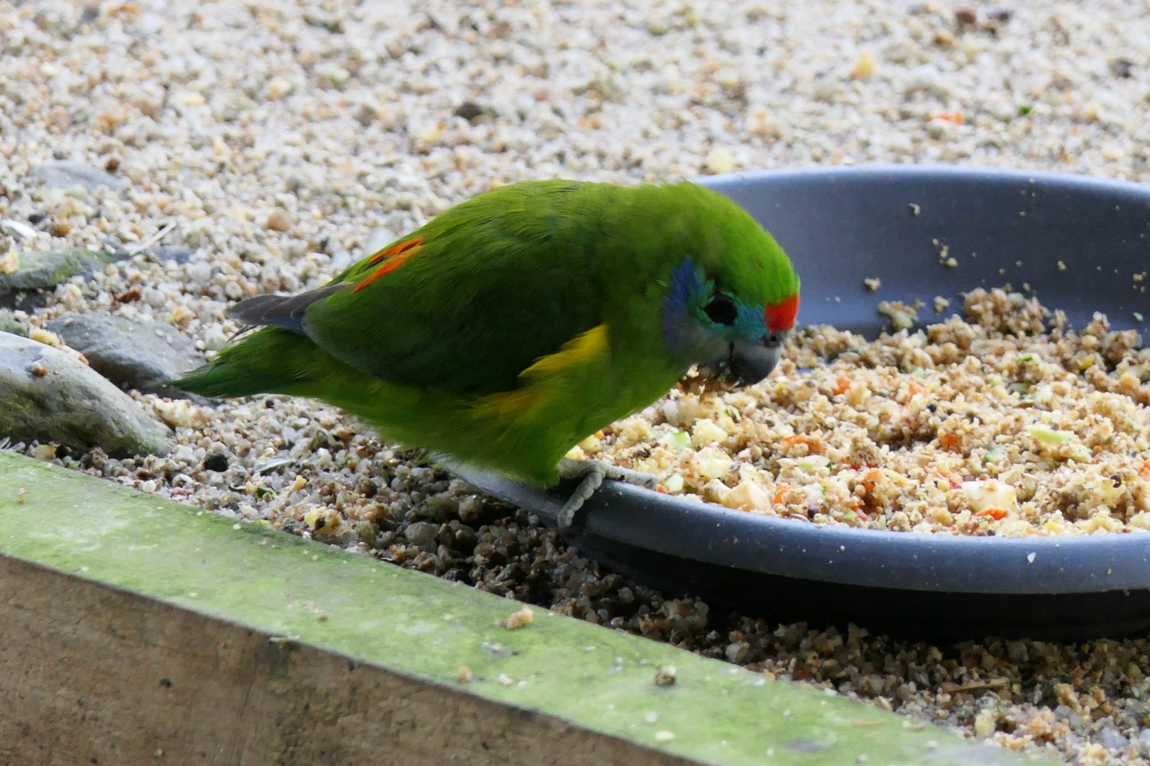 Double-eyed Fig-Parrot