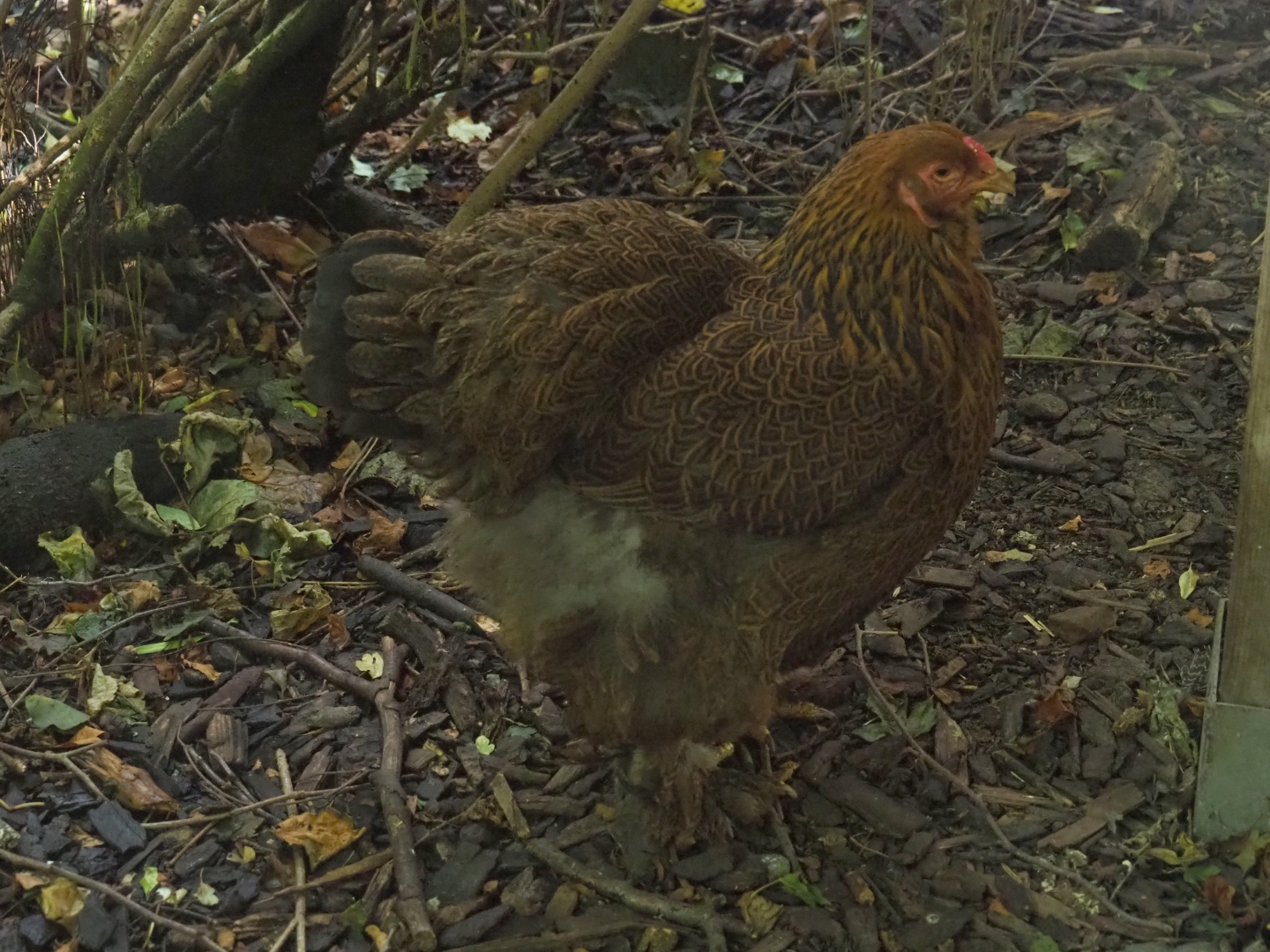 Double-laced partridge Brahma hen (Gallus gallus domesticus)