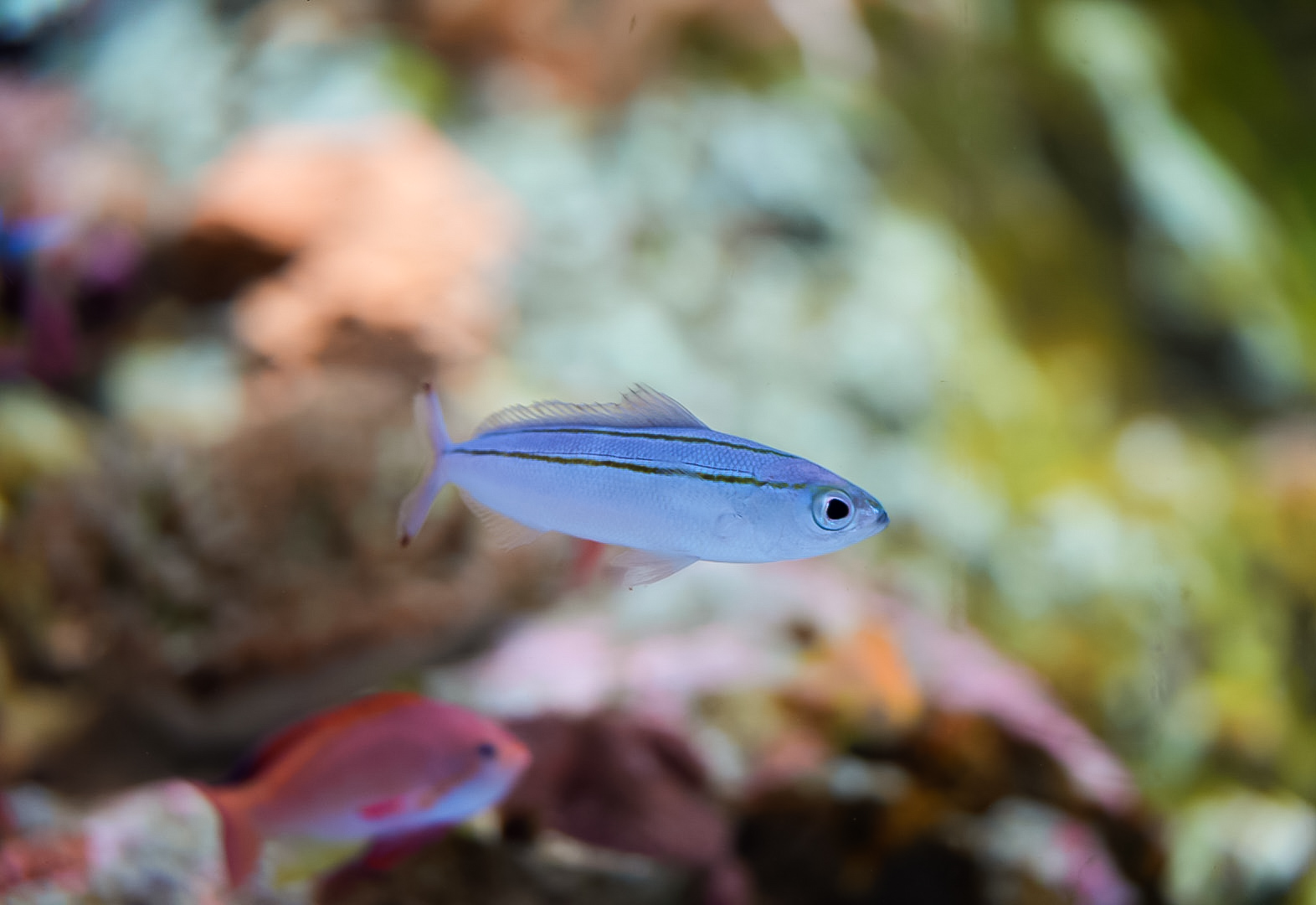 Double-Lined Fusilier