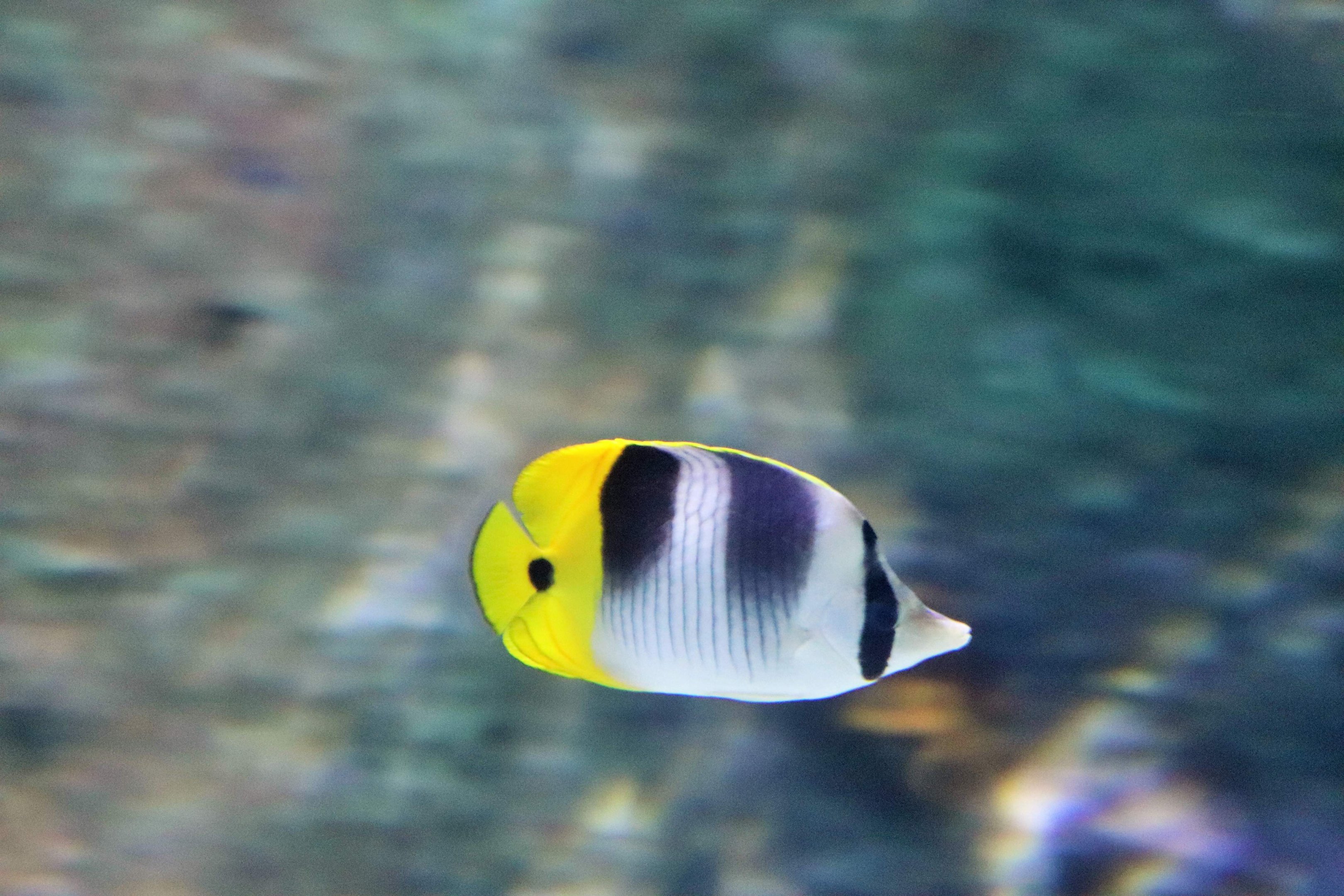 Double-saddle Butterflyfish (Chaetodon ulietensis)