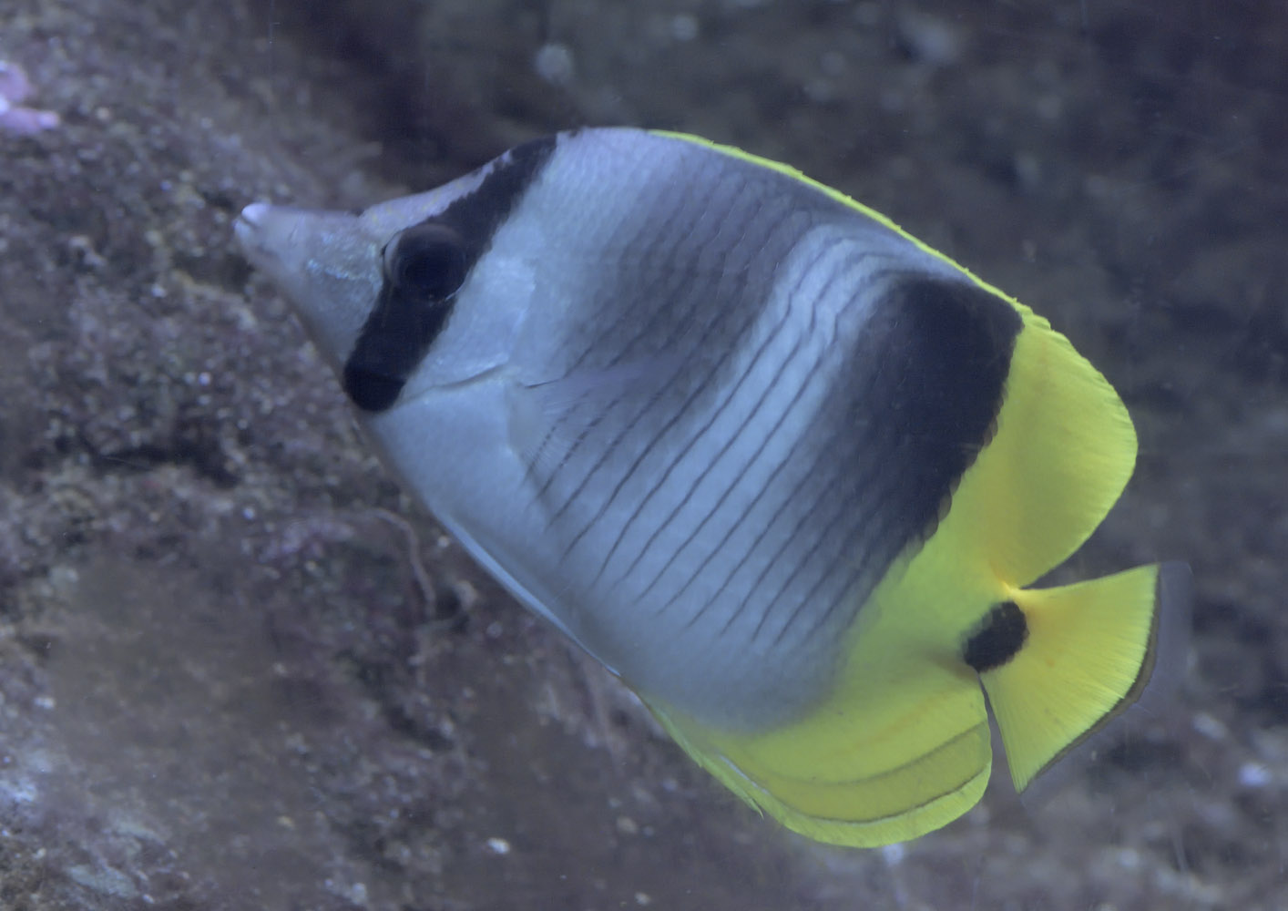 Double-saddle butterflyfish
