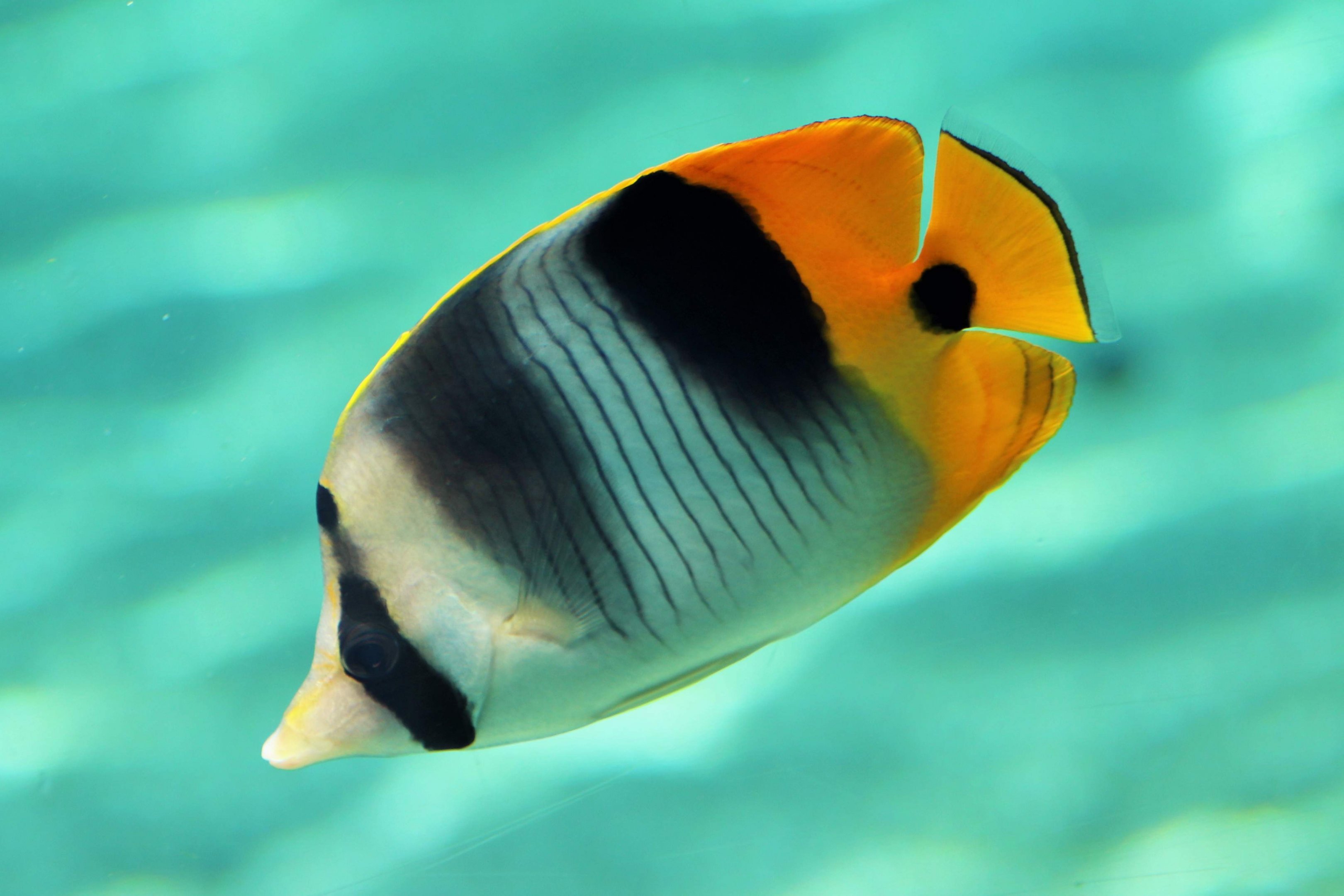 Double Saddled Butterflyfish (Chaetodon ulietensis)