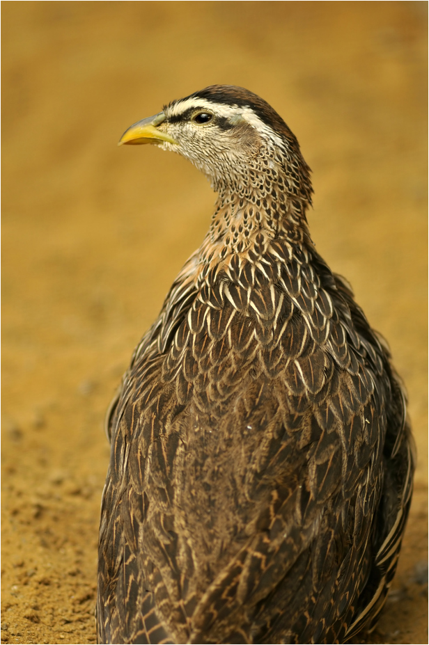 Double-spurred francolin at ZOOM Gelsenkirchen