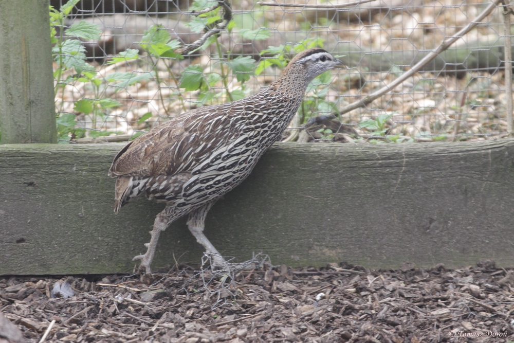 Double-spurred francolin (Francolinus bicalcaratus)