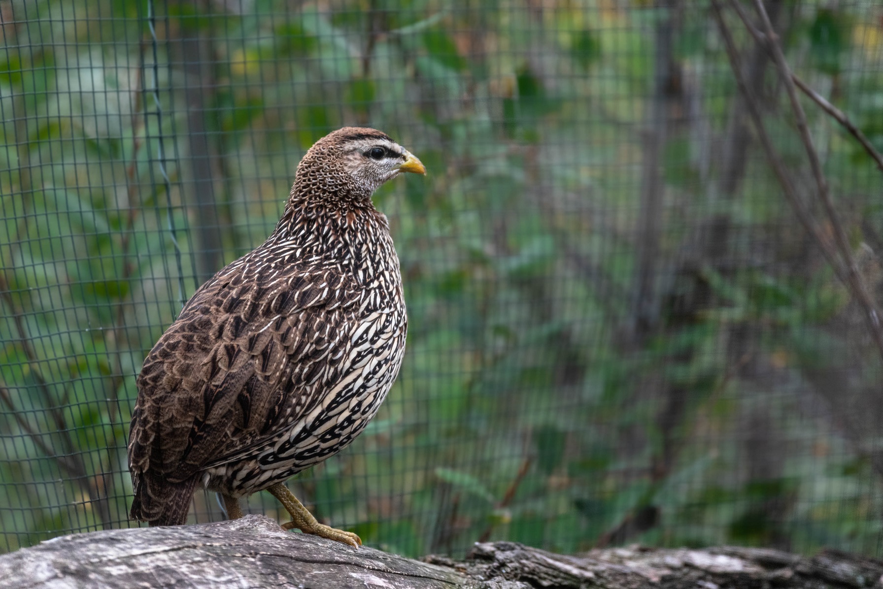 Double-spurred francolin - Pternistis bicalcaratus