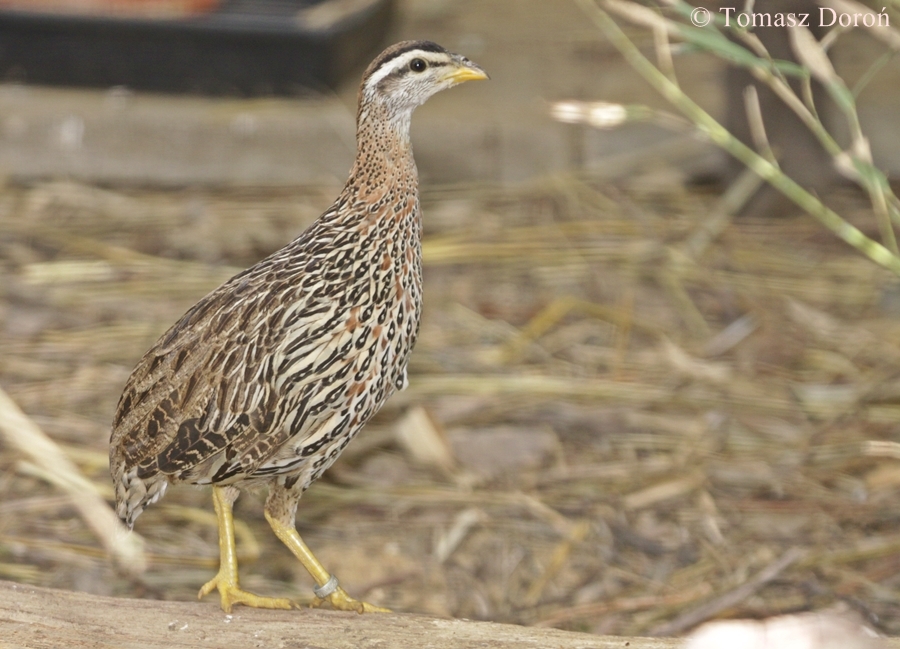 Double-spurred Francolin.