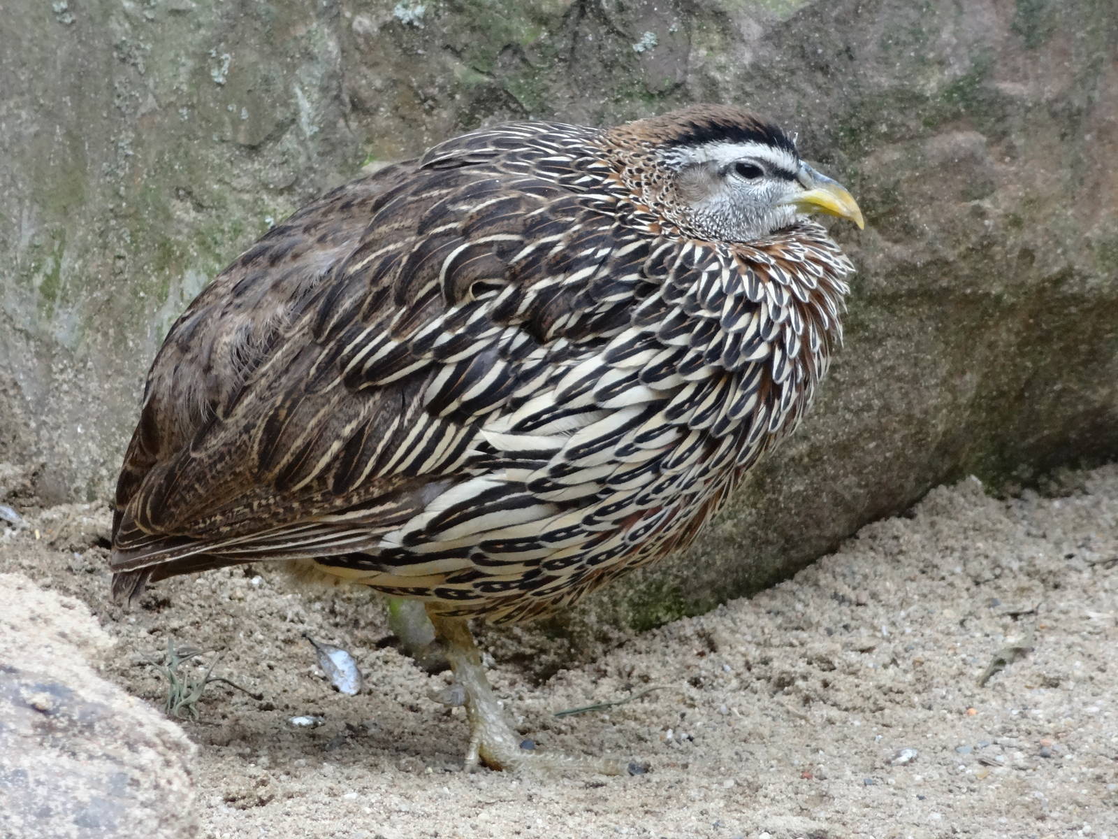 Double-spurred francolin