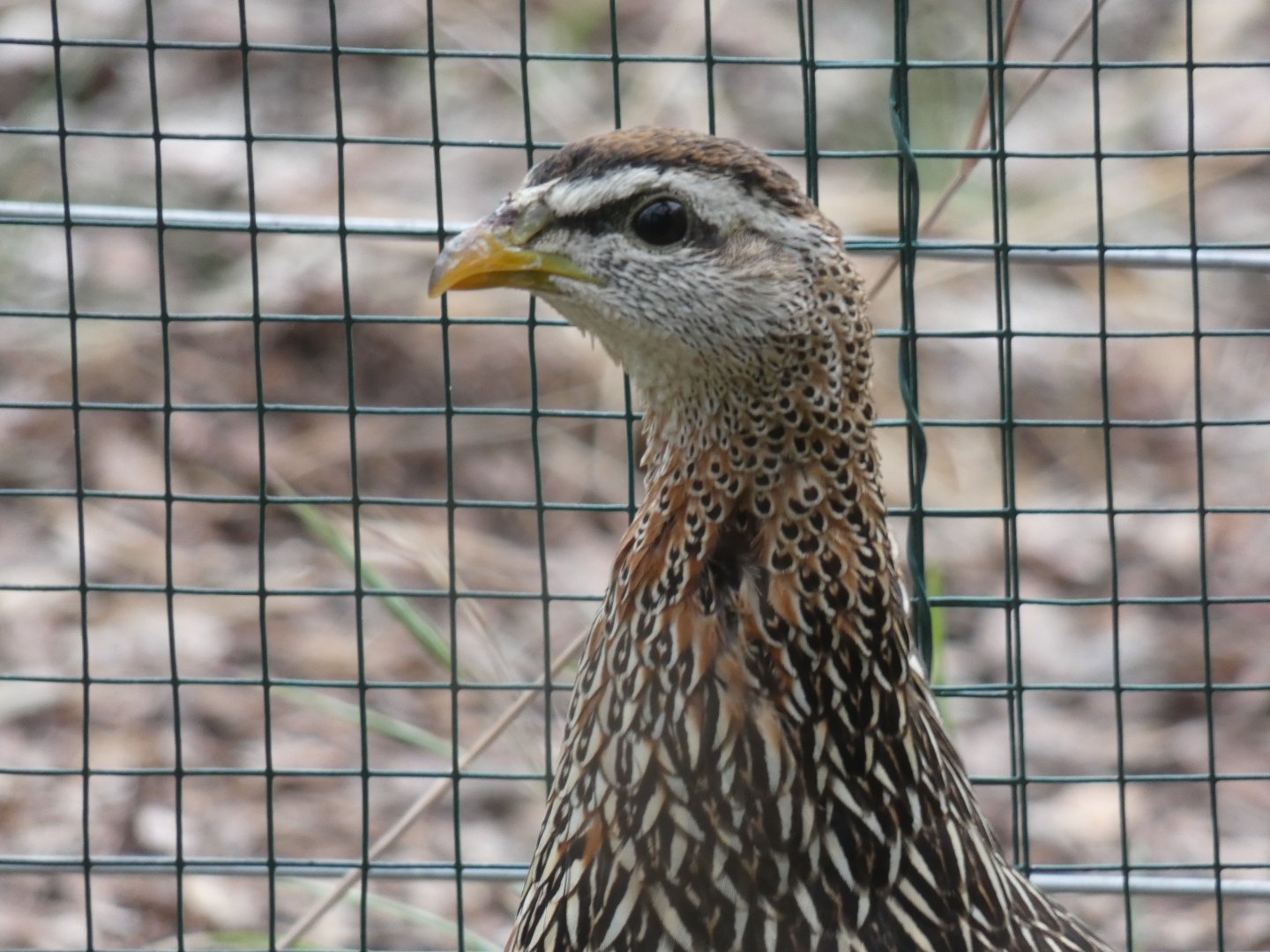Double-spurred Francolin