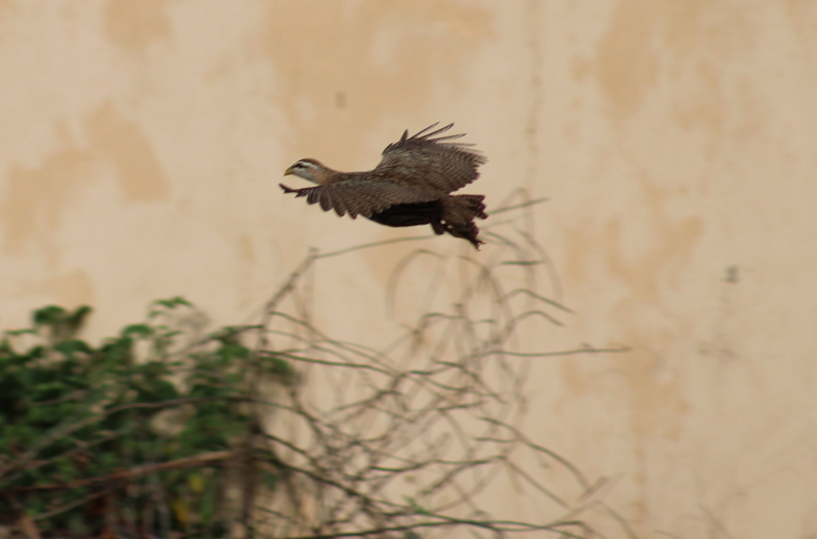 Double-spurred francolin