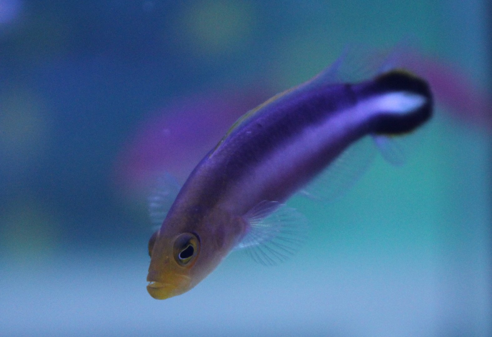 Double-striped dottyback - Pseudochromis bitaeniatus