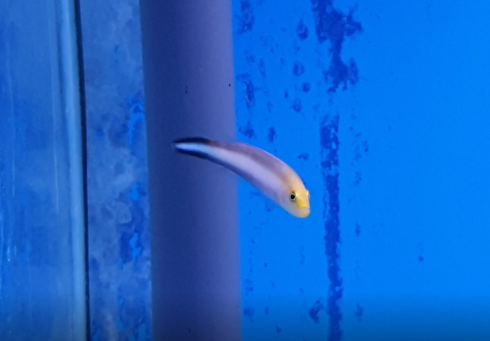 Double-striped dottyback - Pseudochromis bitaeniatus