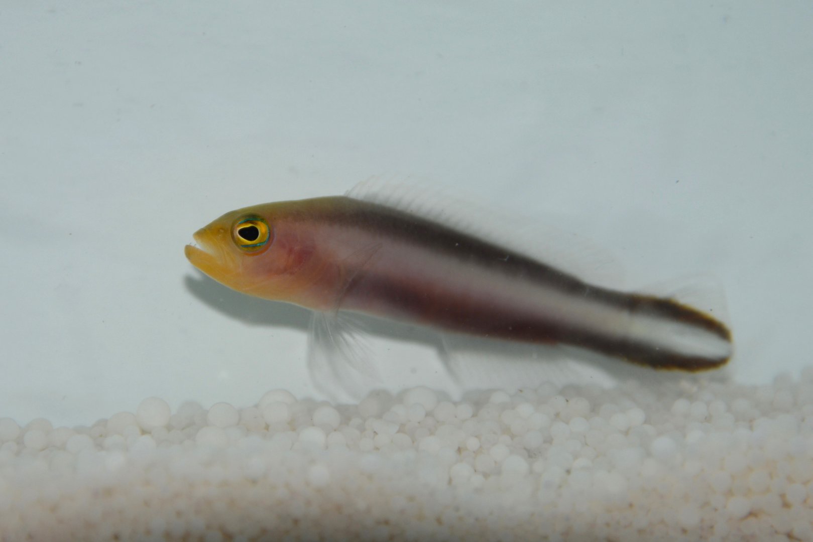 Double-striped dottyback (Pseudochromis bitaeniatus)