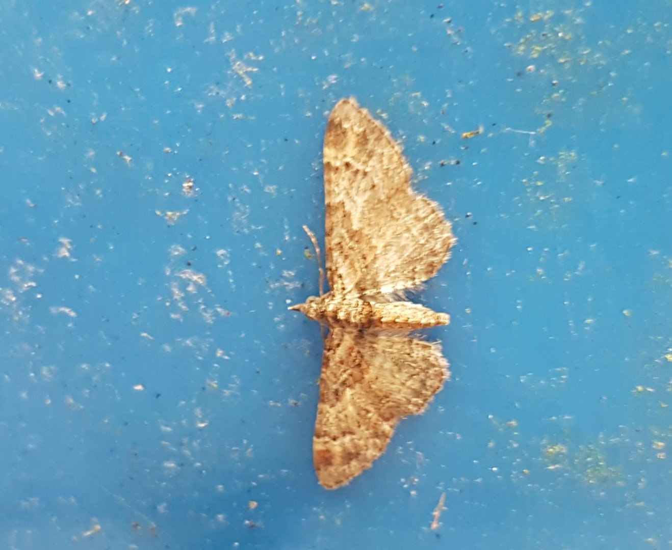 Double-striped pug - Gymnoscelis rafifasciata