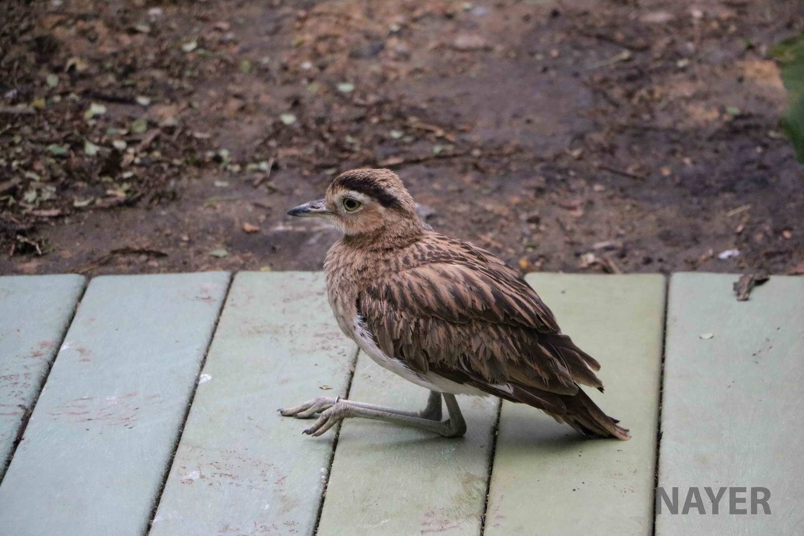 Double-striped thick-knee - Bioparque la Reserva, March 2016