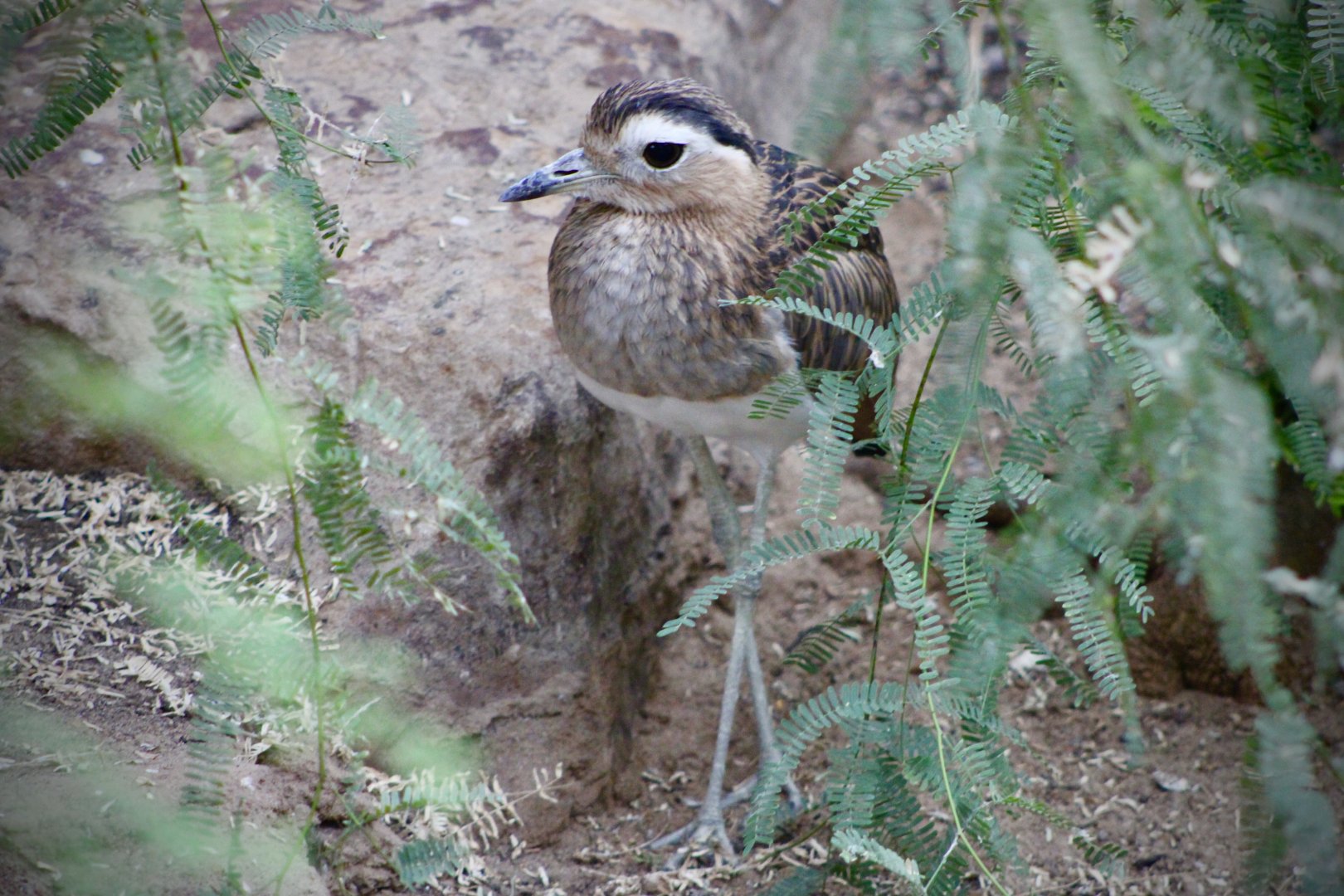 Double-Striped Thick-Knee (H. bistriatus)