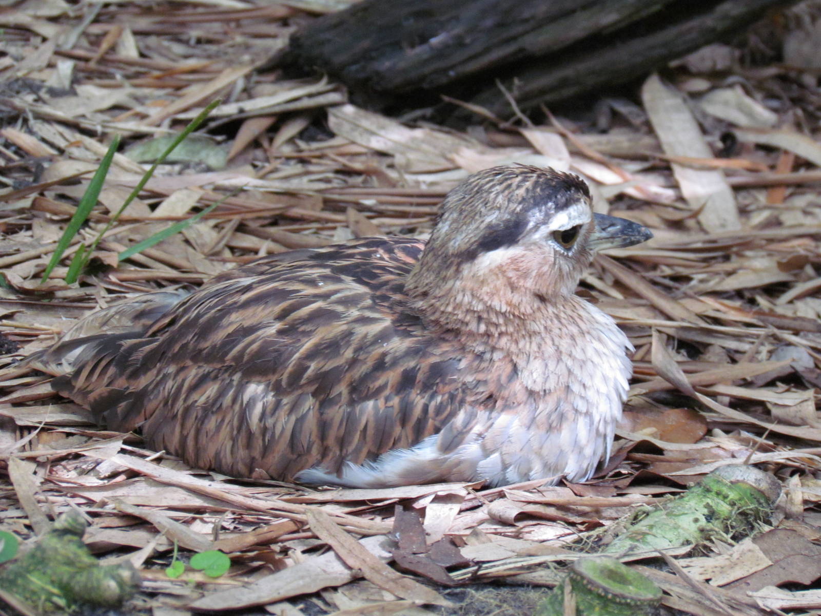 Double Striped Thick Knee Lying Down
