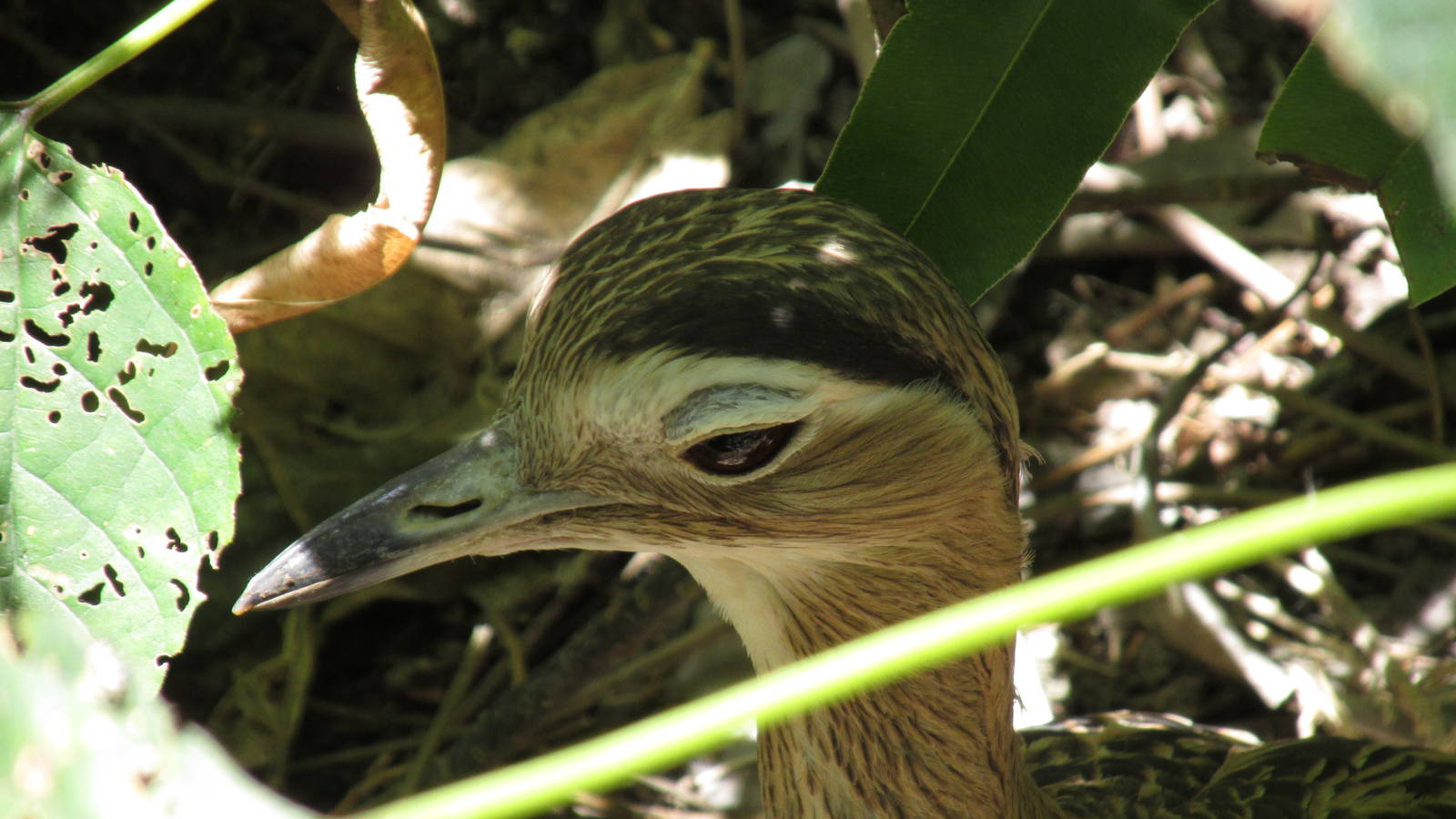 double striped thick knee zoomat