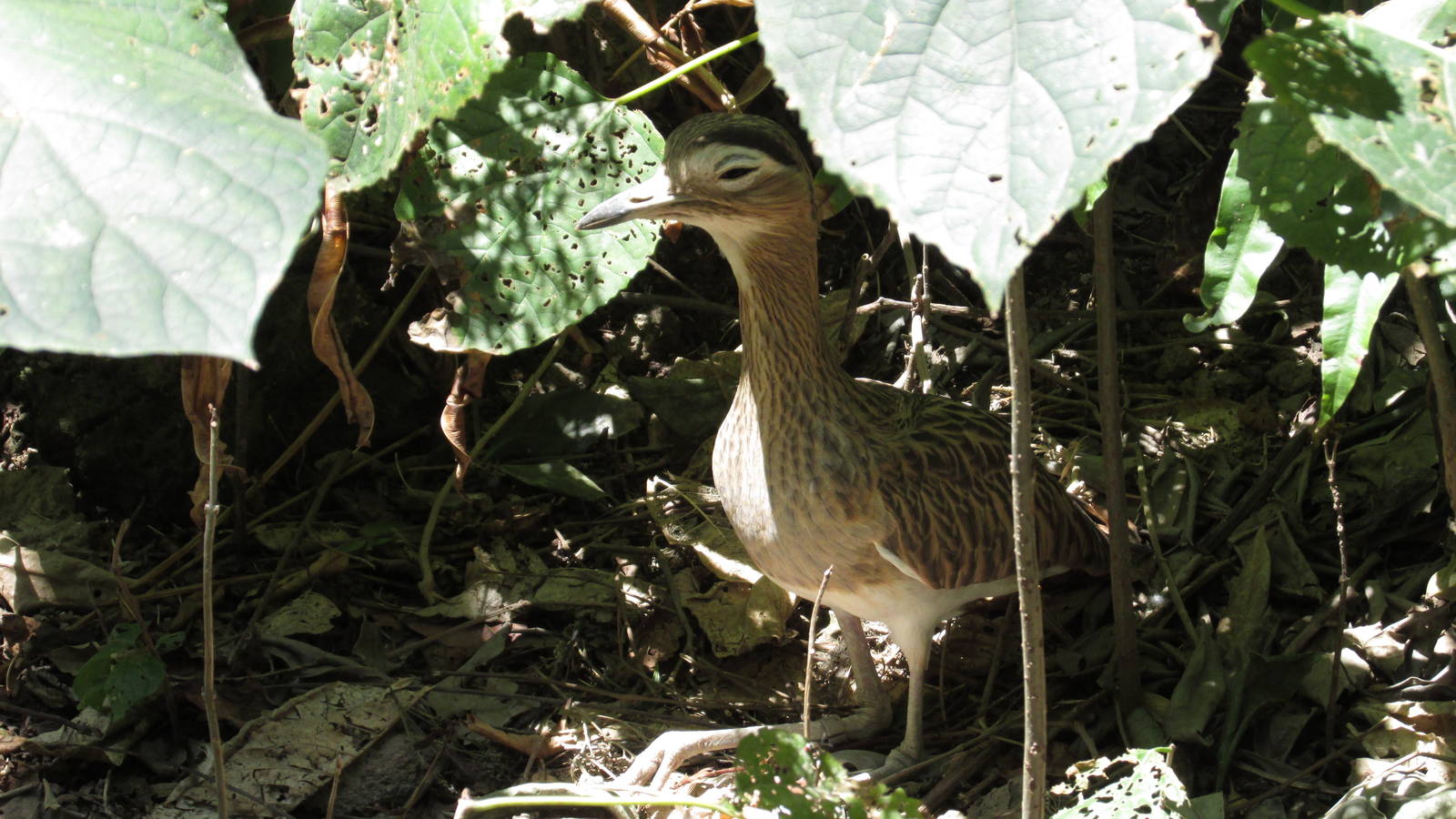 double striped thick knee zoomat