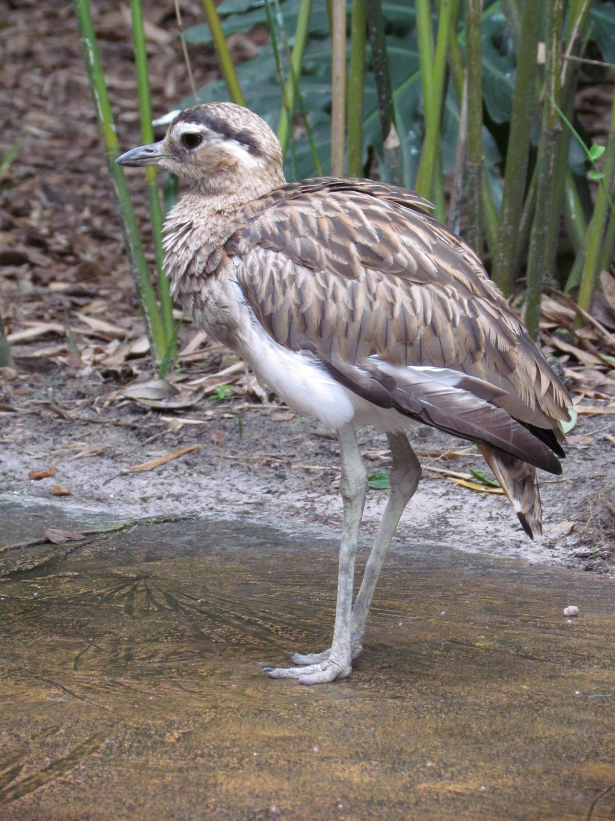 Double Striped Thick Knee